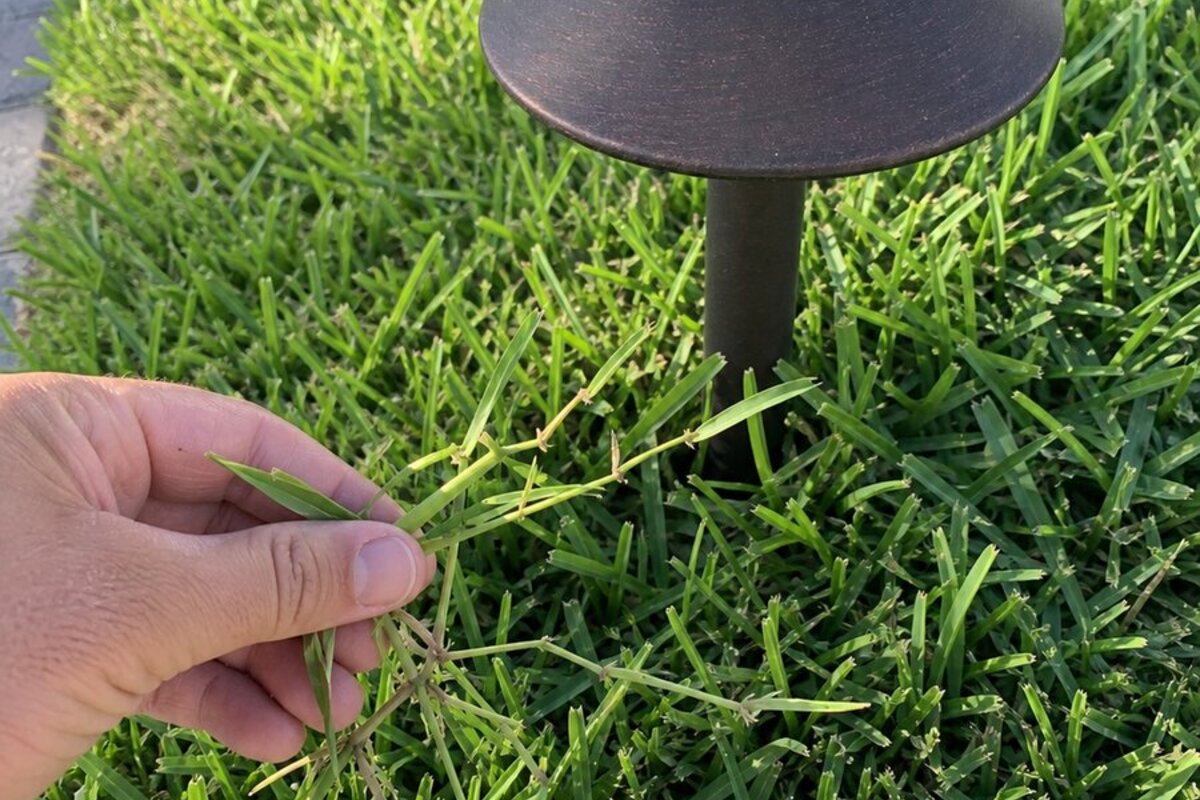 Hand clearing St. Augustine grass runners from a partially buried path light along a Palm Bay walkway